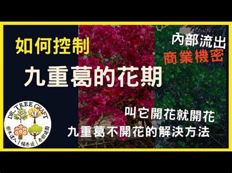 九重葛擋煞|九重葛風水擺設指南：招財旺運，避開騰蛇勾絞煞 